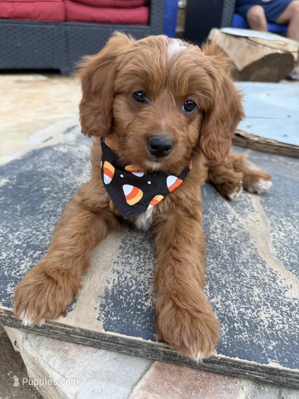 Caramel – Goldendoodle, Bernedoodle puppy for sale in Lake Dallas, TX