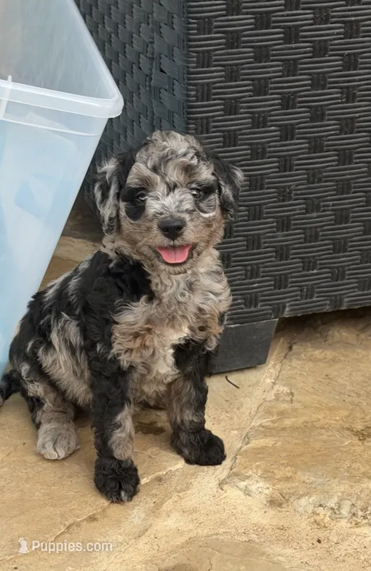 Oreo – Goldendoodle, Bernedoodle puppy for sale in Lake Dallas, TX