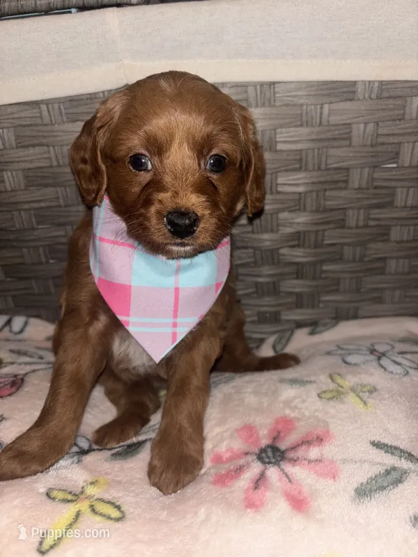 Honey – Goldendoodle, Bernedoodle puppy for sale in Lake Dallas, TX