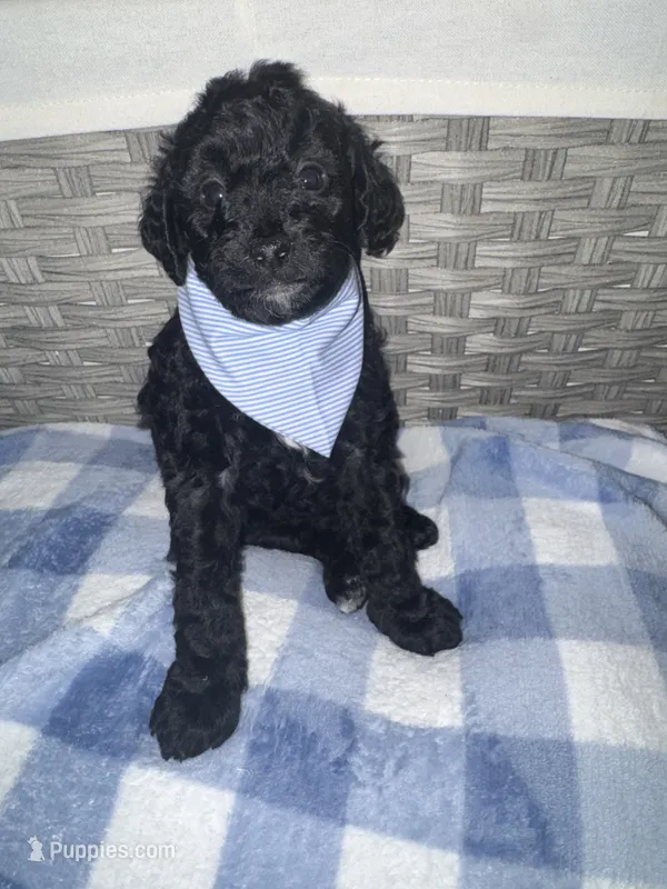 Cookie – Goldendoodle, Bernedoodle puppy for sale in Lake Dallas, TX