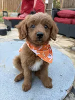 Honey, a female Goldendoodle and Bernedoodle for sale in Lake Dallas, TX – 4 of 4