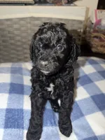 Cookie, a male Goldendoodle and Bernedoodle for sale in Lake Dallas, TX – 2 of 3