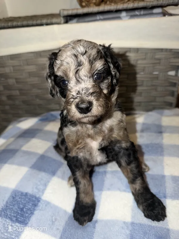 Oreo – Goldendoodle, Bernedoodle puppy for sale in Lake Dallas, TX