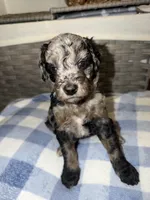 Oreo, a female Goldendoodle and Bernedoodle for sale in Lake Dallas, TX – 1 of 3