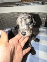Oreo, a female Goldendoodle and Bernedoodle for sale in Lake Dallas, TX – 2 of 3
