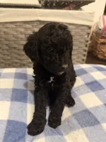 Cookie, a male Goldendoodle and Bernedoodle for sale in Lake Dallas, TX – 3 of 3