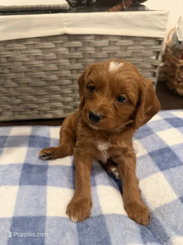 Caramel – Goldendoodle, Bernedoodle puppy for sale in Lake Dallas, TX