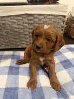 Caramel, a male Goldendoodle and Bernedoodle for sale in Lake Dallas, TX – 1 of 1