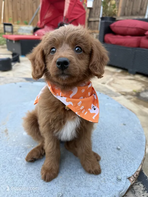 Honey – Goldendoodle, Bernedoodle puppy for sale in Lake Dallas, TX