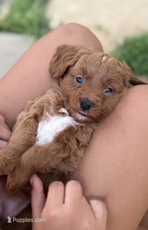 Honey – Goldendoodle, Bernedoodle puppy for sale in Lake Dallas, TX
