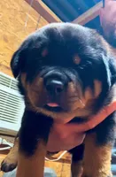 Bella, a female Rottweiler for sale in Coalinga, CA – 3 of 3
