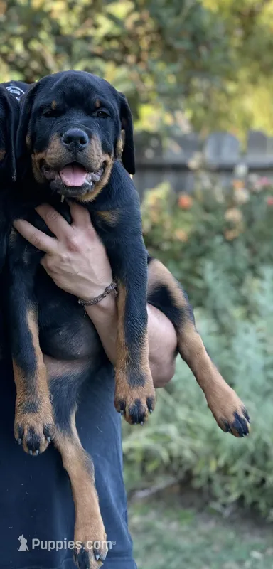 Roxy – Rottweiler puppy for sale in Coalinga, CA