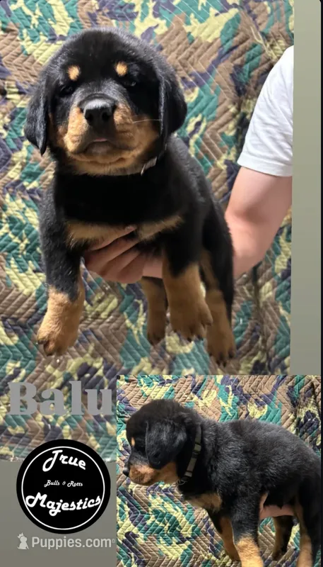 Balu – Rottweiler puppy for sale in Coalinga, CA