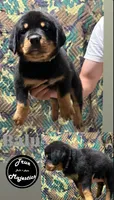 Balu, a male Rottweiler for sale in Coalinga, CA – 1 of 2