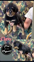 Cleo, a female Rottweiler for sale in Coalinga, CA – 1 of 2