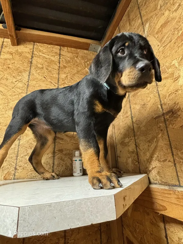 Bella – Rottweiler puppy for sale in Coalinga, CA