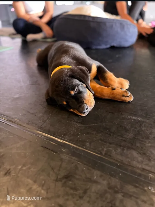 Raven – Rottweiler puppy for sale in Coalinga, CA
