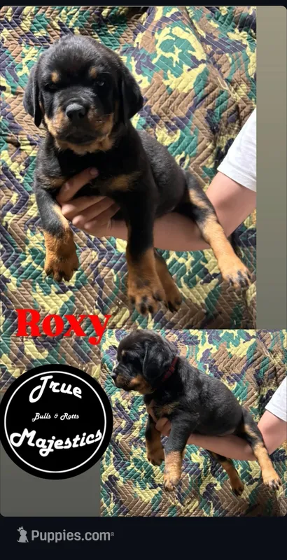 Roxy – Rottweiler puppy for sale in Coalinga, CA
