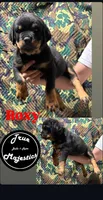 Roxy, a female Rottweiler for sale in Coalinga, CA – 1 of 3