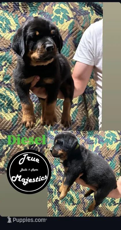 Diesel – Rottweiler puppy for sale in Coalinga, CA