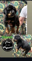 Diesel, a male Rottweiler for sale in Coalinga, CA – 1 of 2