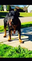 Zoe, a female Rottweiler for sale in Coalinga, CA – 3 of 3