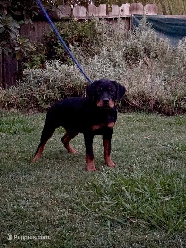 Shanti – Rottweiler puppy on hold in Coalinga, CA