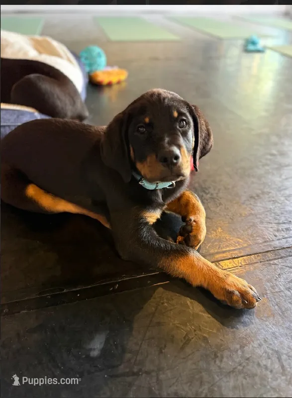 Bella – Rottweiler puppy for sale in Coalinga, CA
