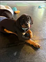 Bella, a female Rottweiler for sale in Coalinga, CA – 1 of 3