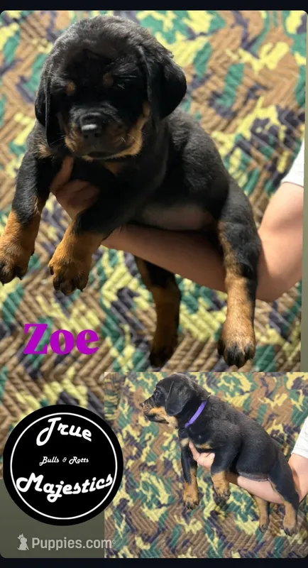 Zoe – Rottweiler puppy for sale in Coalinga, CA
