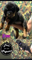 Zoe, a female Rottweiler for sale in Coalinga, CA – 1 of 3