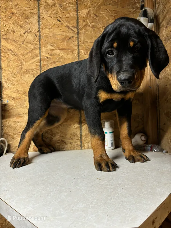 Raven – Rottweiler puppy for sale in Coalinga, CA