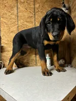 Raven, a female Rottweiler for sale in Coalinga, CA – 1 of 4