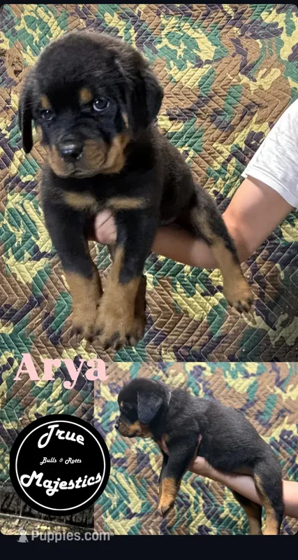Arya – Rottweiler puppy for sale in Coalinga, CA