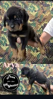 Arya, a female Rottweiler for sale in Coalinga, CA – 1 of 3