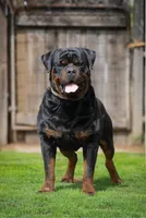 Arya, a female Rottweiler for sale in Coalinga, CA – 3 of 3