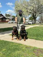 Hank, a male Rottweiler for sale in Coalinga, CA – 2 of 2