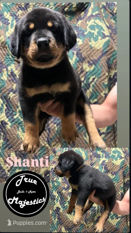 Shanti – Rottweiler puppy for sale in Coalinga, CA