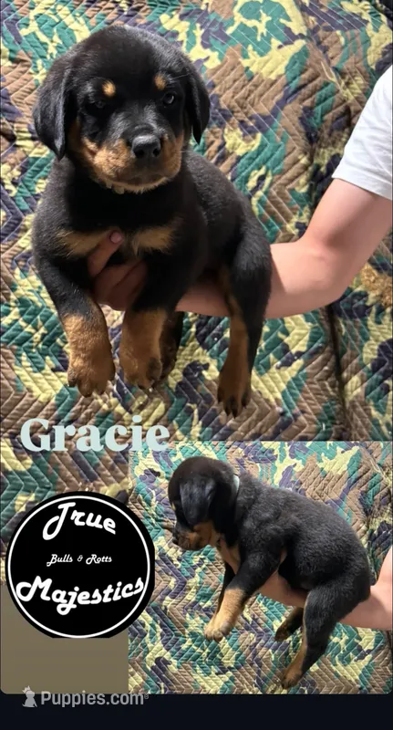 Gracie – Rottweiler puppy for sale in Coalinga, CA