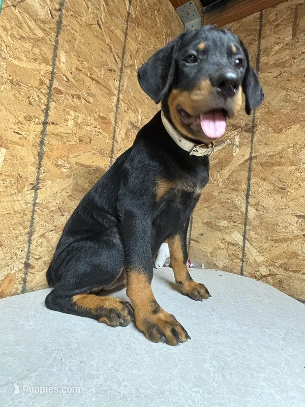 Gracie – Rottweiler puppy for sale in Coalinga, CA