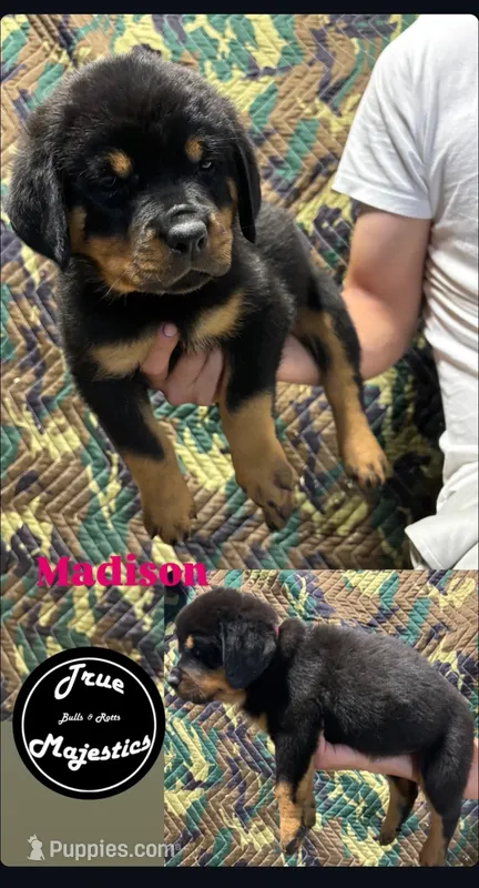 Madison  – Rottweiler puppy for sale in Coalinga, CA