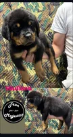 Madison , a female Rottweiler for sale in Coalinga, CA – 1 of 2