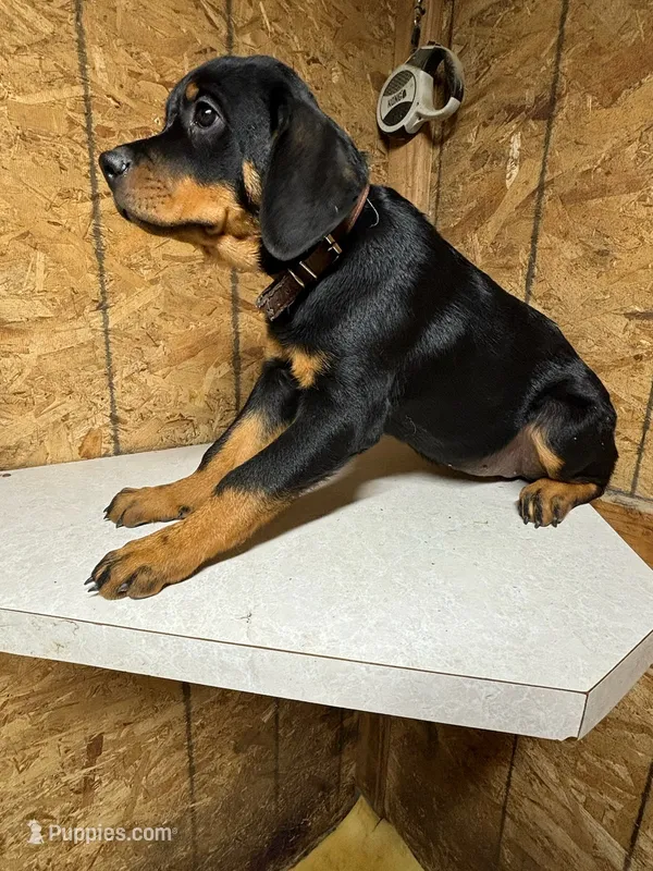 Shanti – Rottweiler puppy for sale in Coalinga, CA