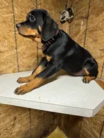 Shanti, a female Rottweiler for sale in Coalinga, CA – 1 of 3