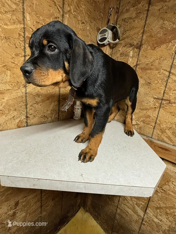 Shanti – Rottweiler puppy for sale in Coalinga, CA