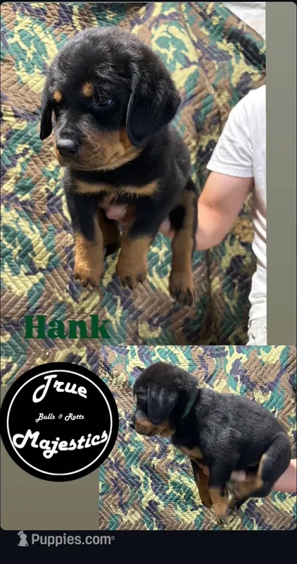 Hank – Rottweiler puppy for sale in Coalinga, CA