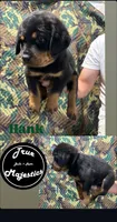 Hank, a male Rottweiler for sale in Coalinga, CA – 1 of 2