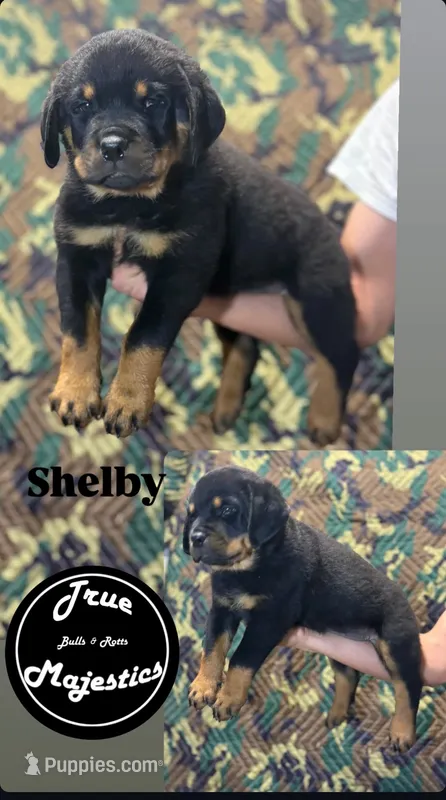Shelby – Rottweiler puppy for sale in Coalinga, CA