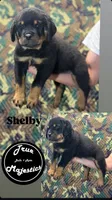 Shelby, a female Rottweiler for sale in Coalinga, CA – 1 of 3