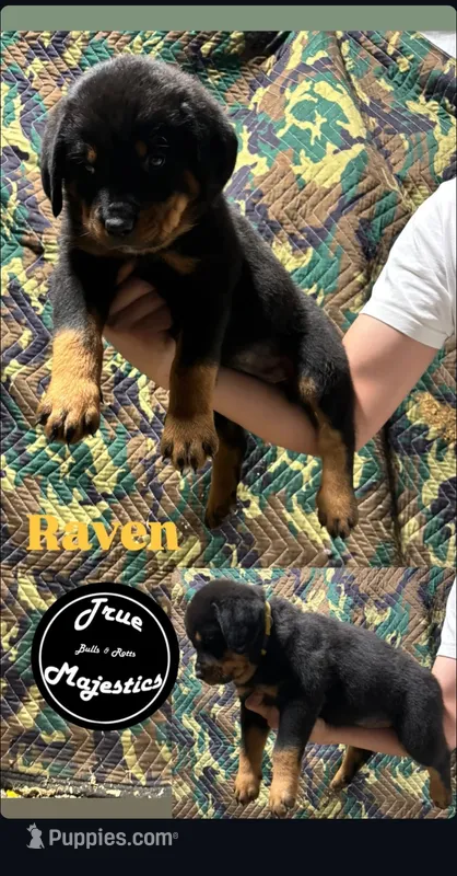 Raven – Rottweiler puppy for sale in Coalinga, CA